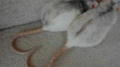 Czy można przyjmować szczura na ogon, na który jest potrzebny, jak żyją